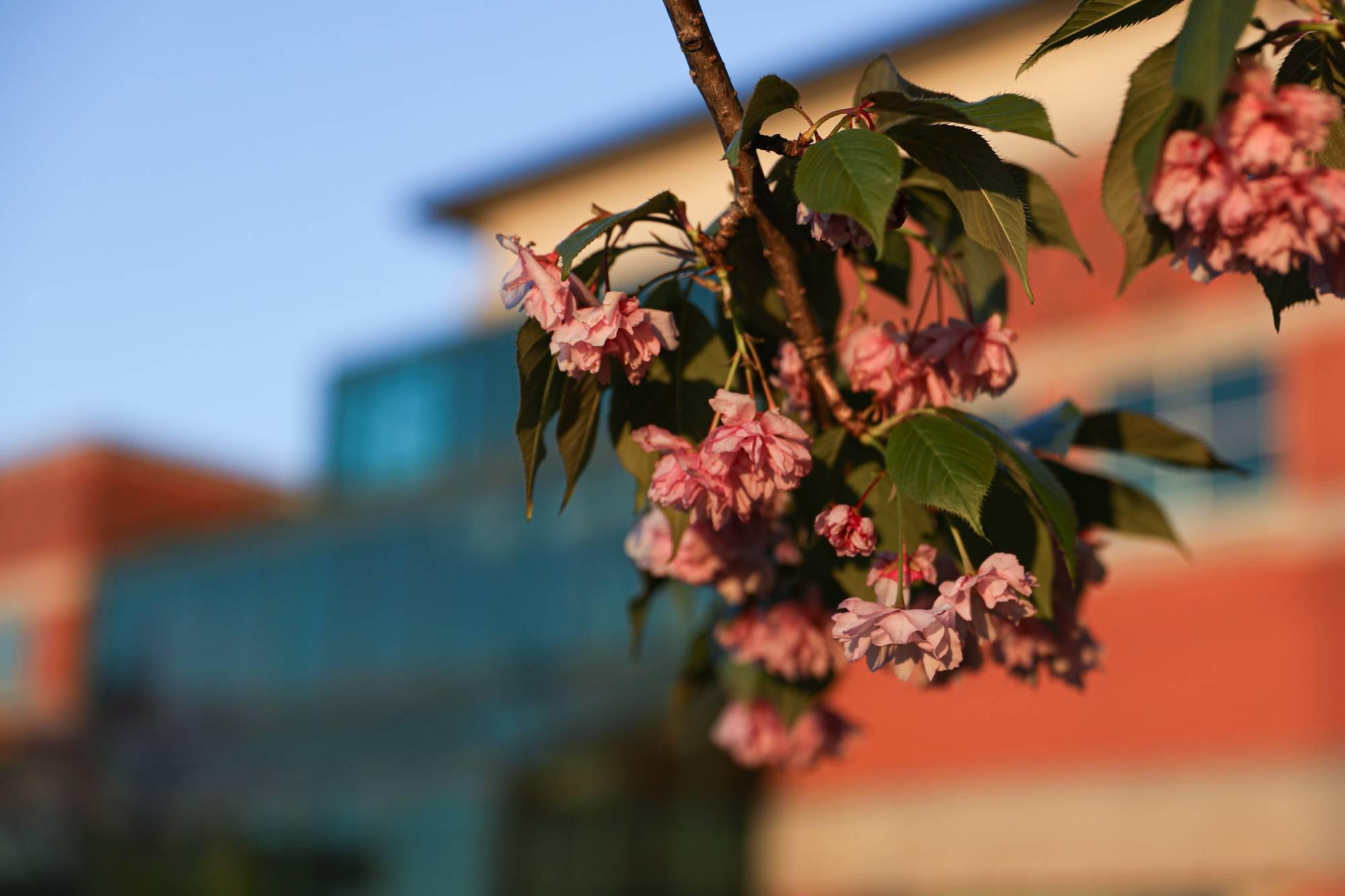 Blossoming tree branch